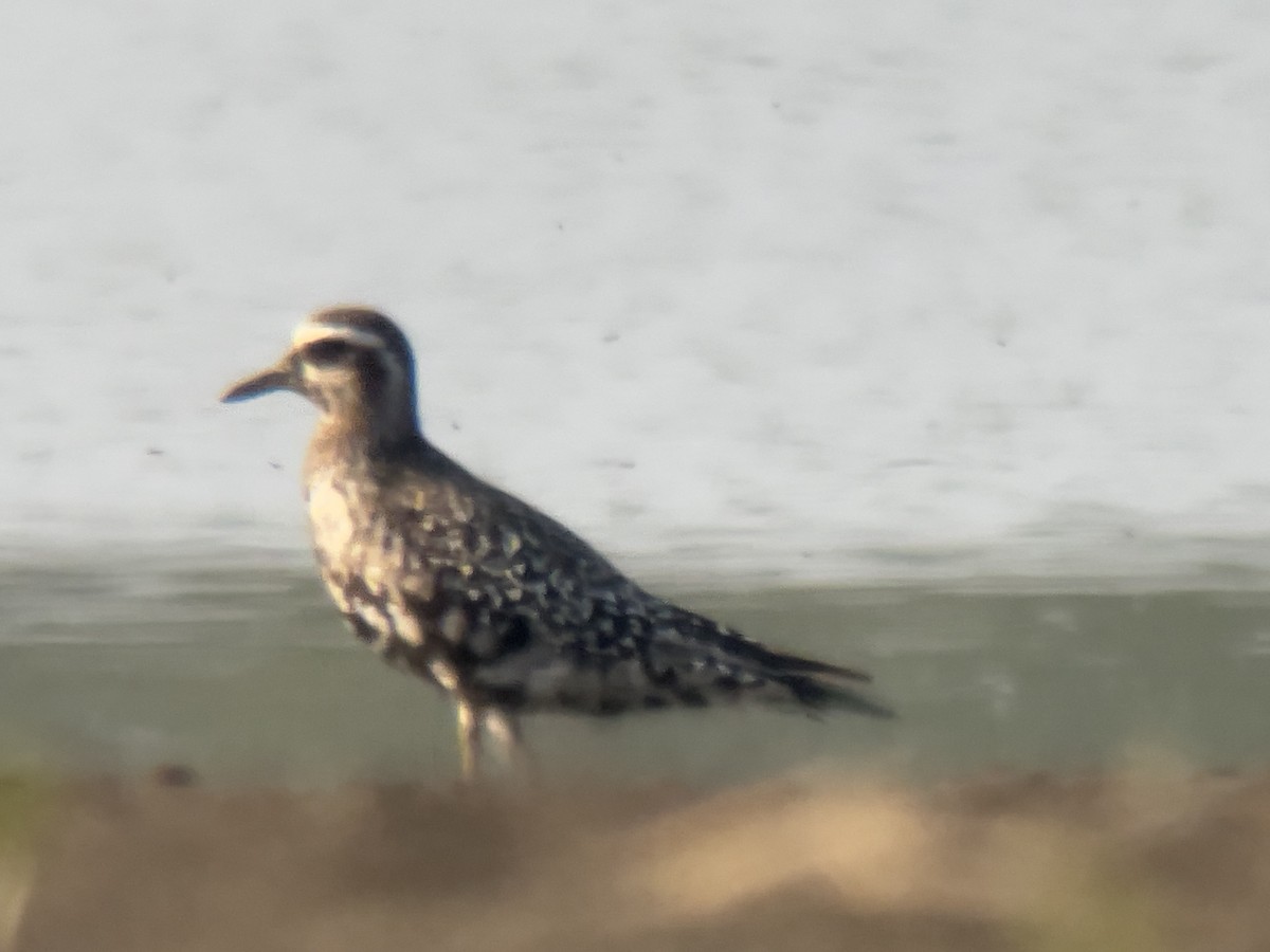 American Golden-Plover - ML623777699