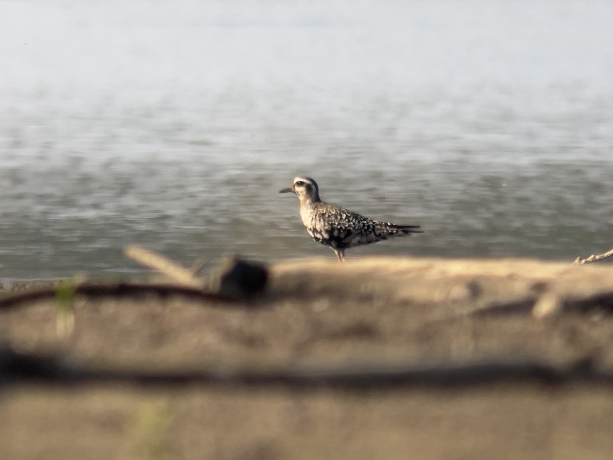 American Golden-Plover - ML623777700