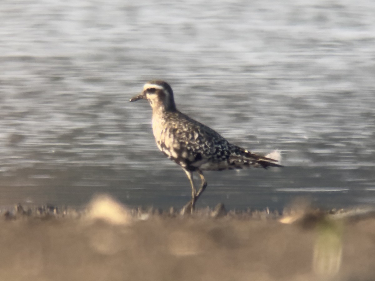 American Golden-Plover - ML623777702