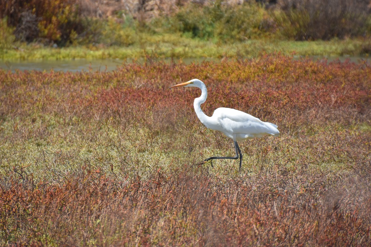 Great Egret - ML623777711