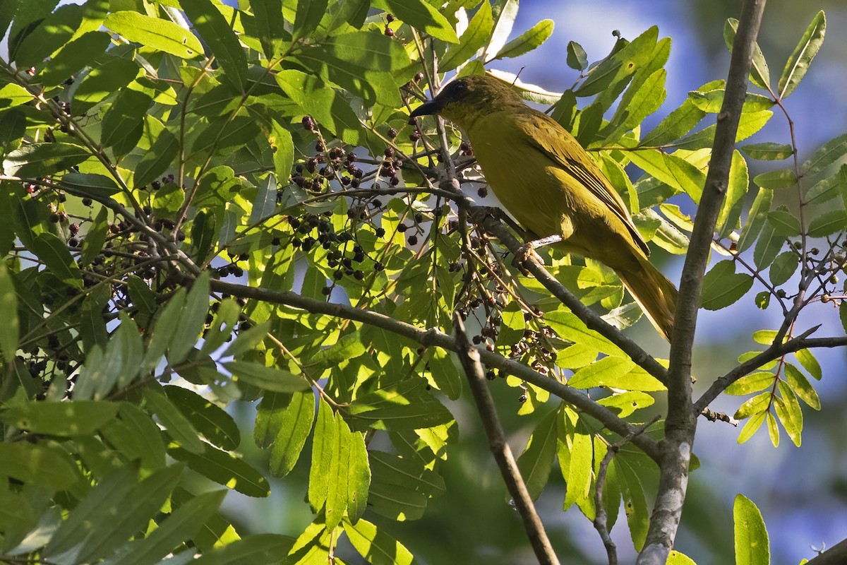 Olive-green Tanager - ML623777726