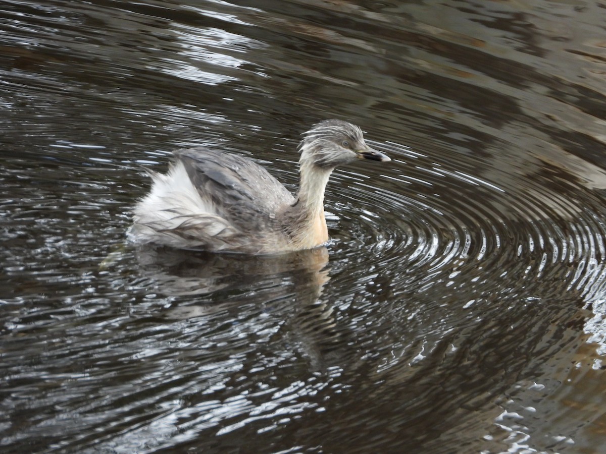 Hoary-headed Grebe - ML623777732