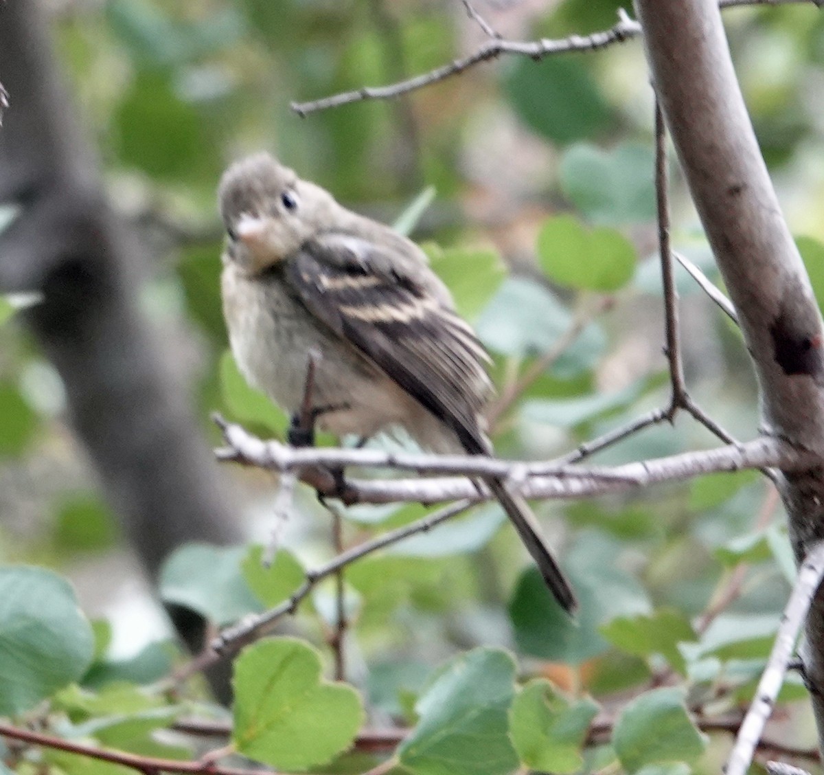 Western Flycatcher - Linda Thomas