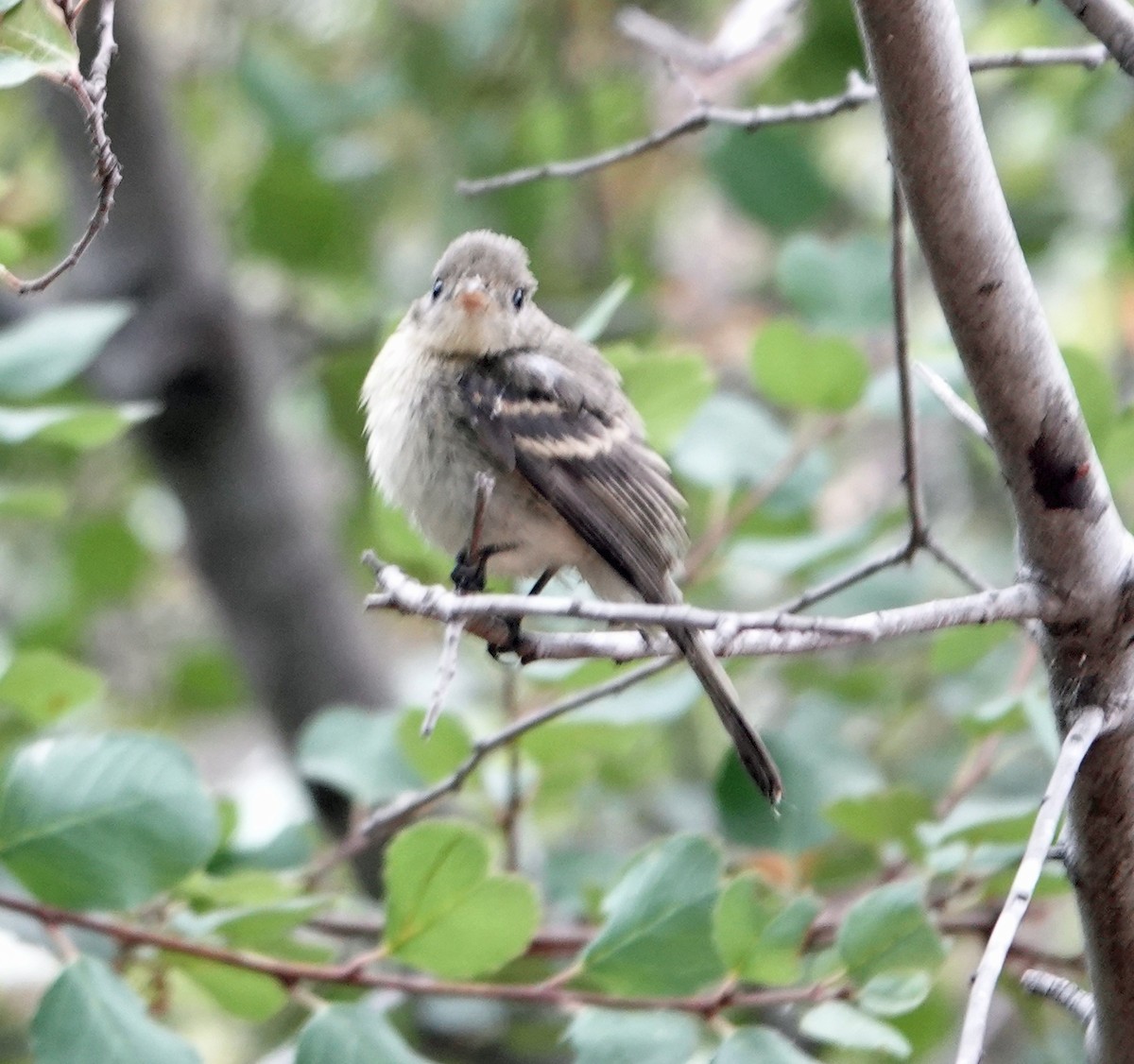 Western Flycatcher - ML623777741