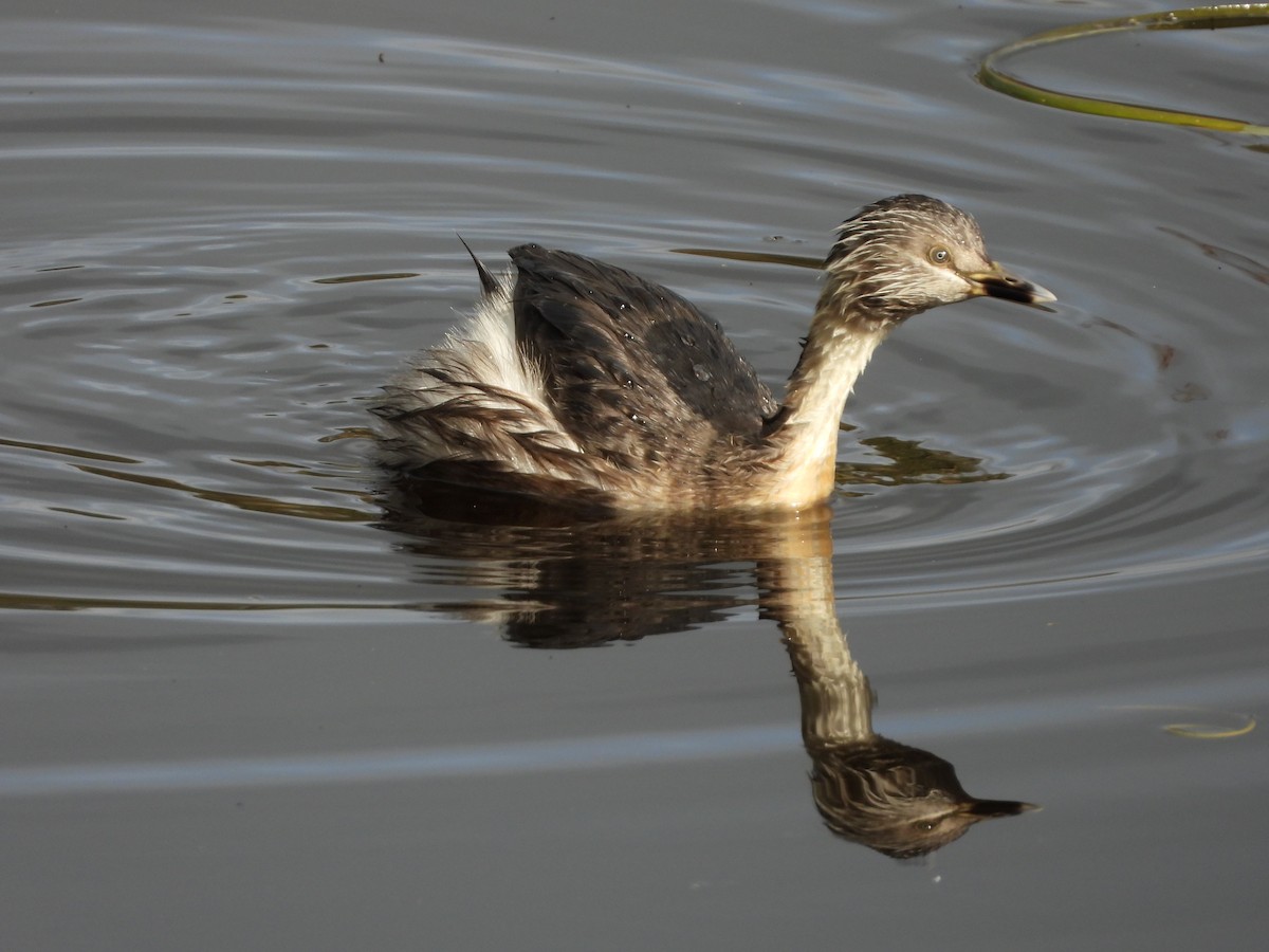 Hoary-headed Grebe - ML623777768