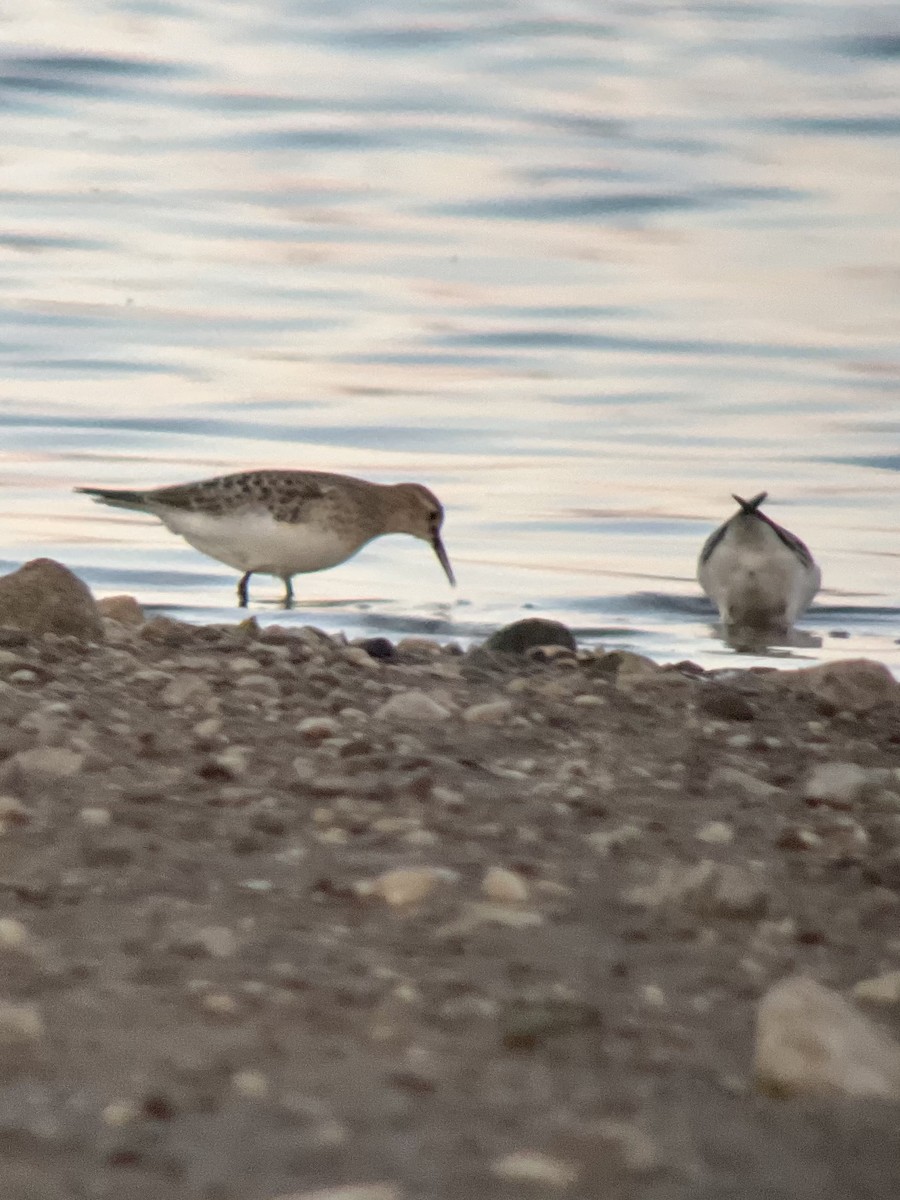 Baird's Sandpiper - Kelly Stanek