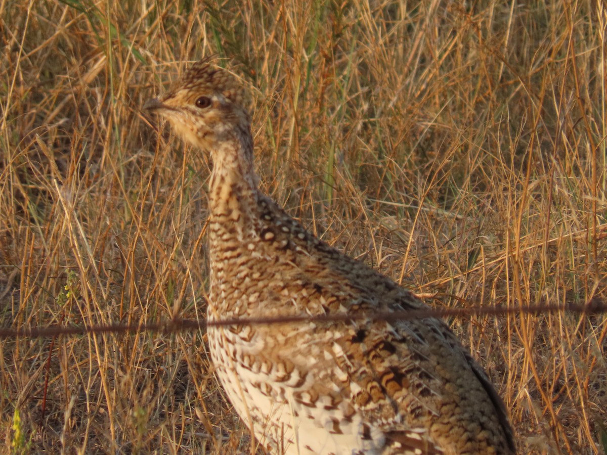 Gallo de las Praderas Rabudo - ML623777817