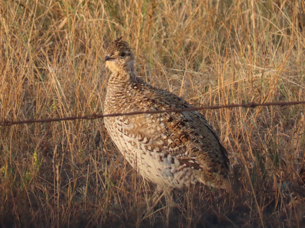 Gallo de las Praderas Rabudo - ML623777818