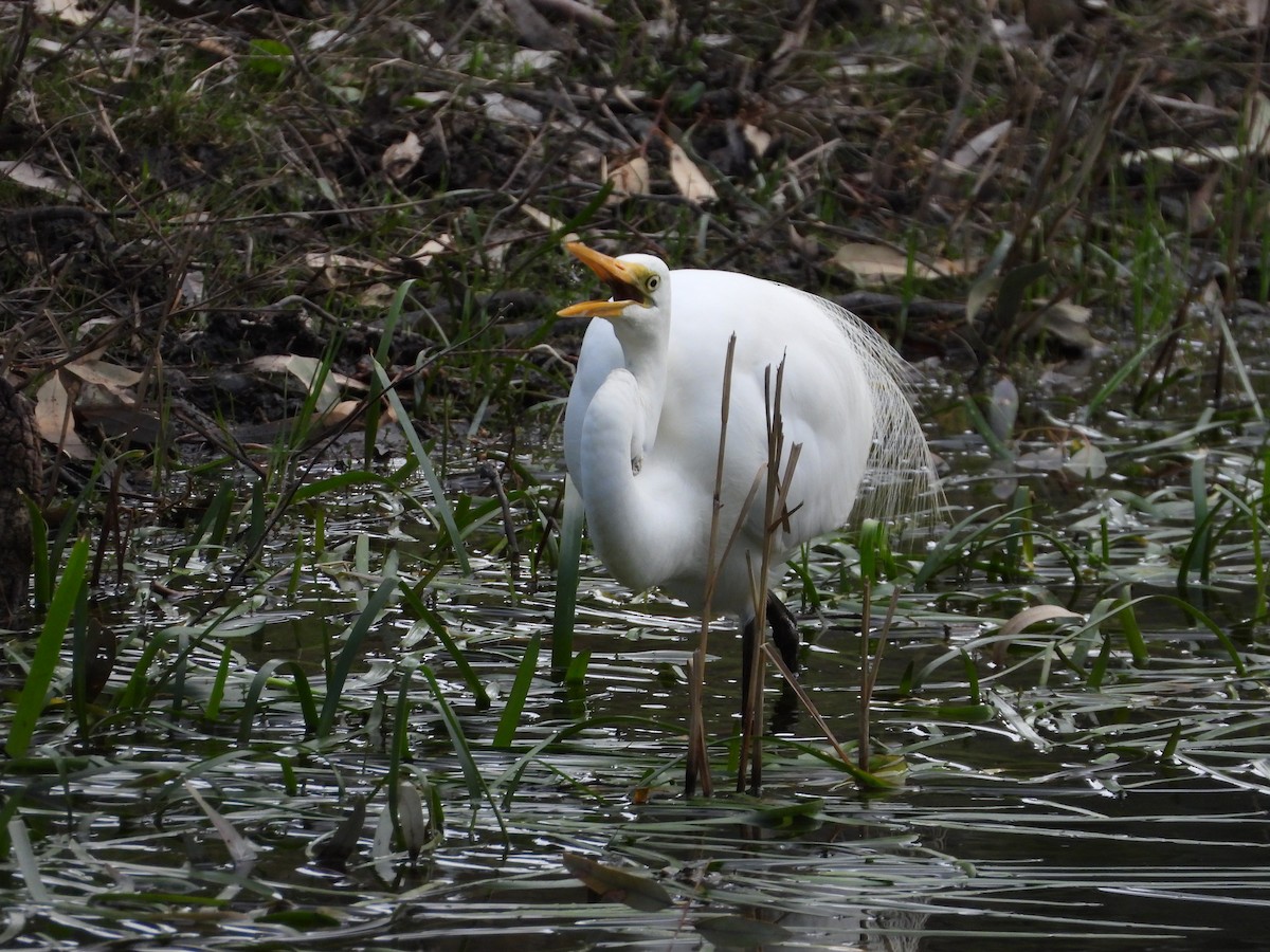 Great Egret - ML623777819