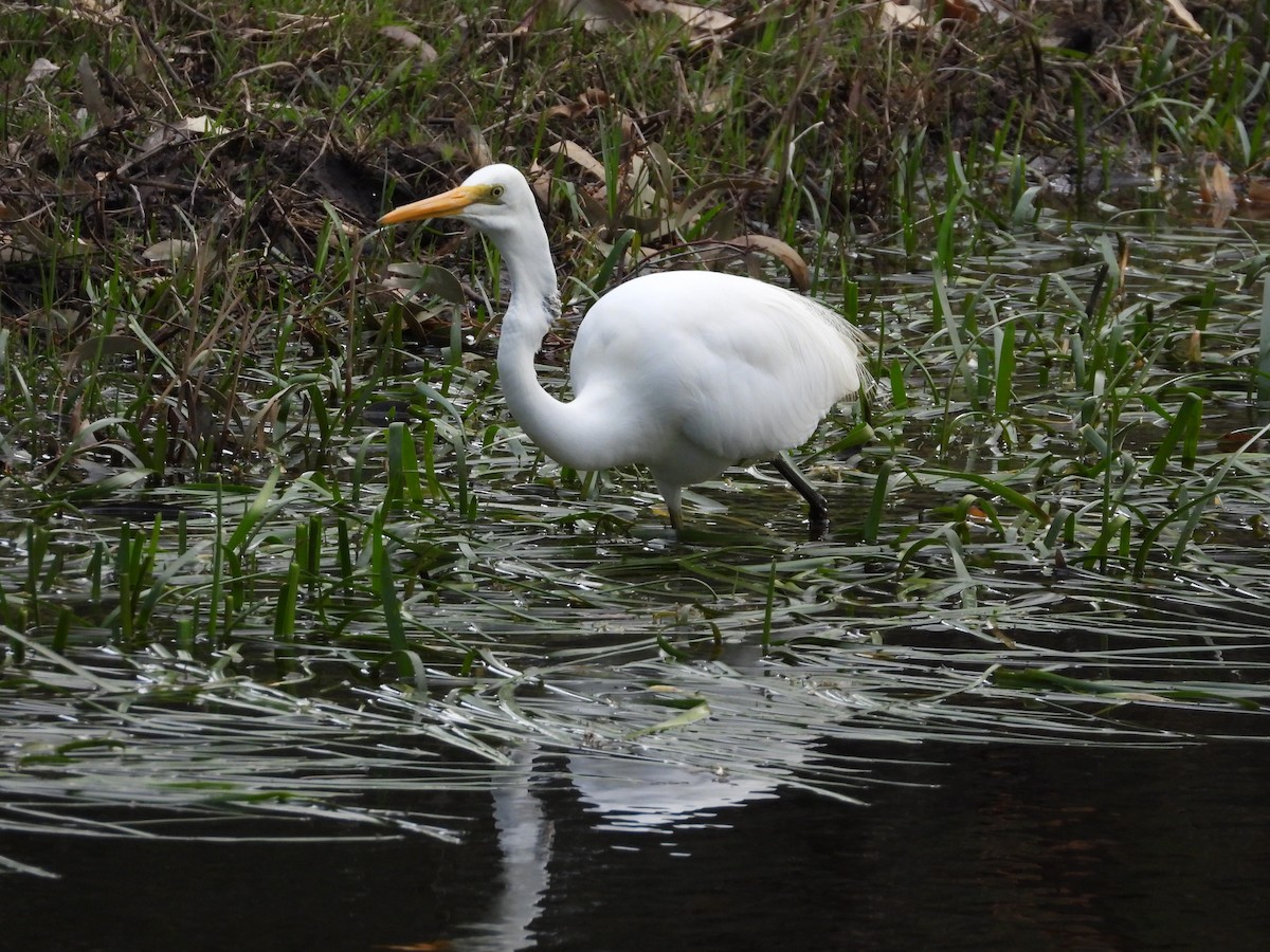 Great Egret - ML623777868