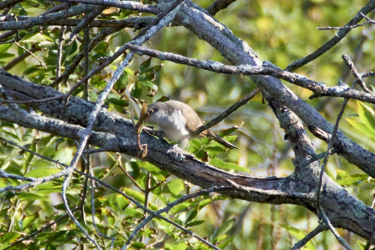 Yellow-billed Cuckoo - ML623777877