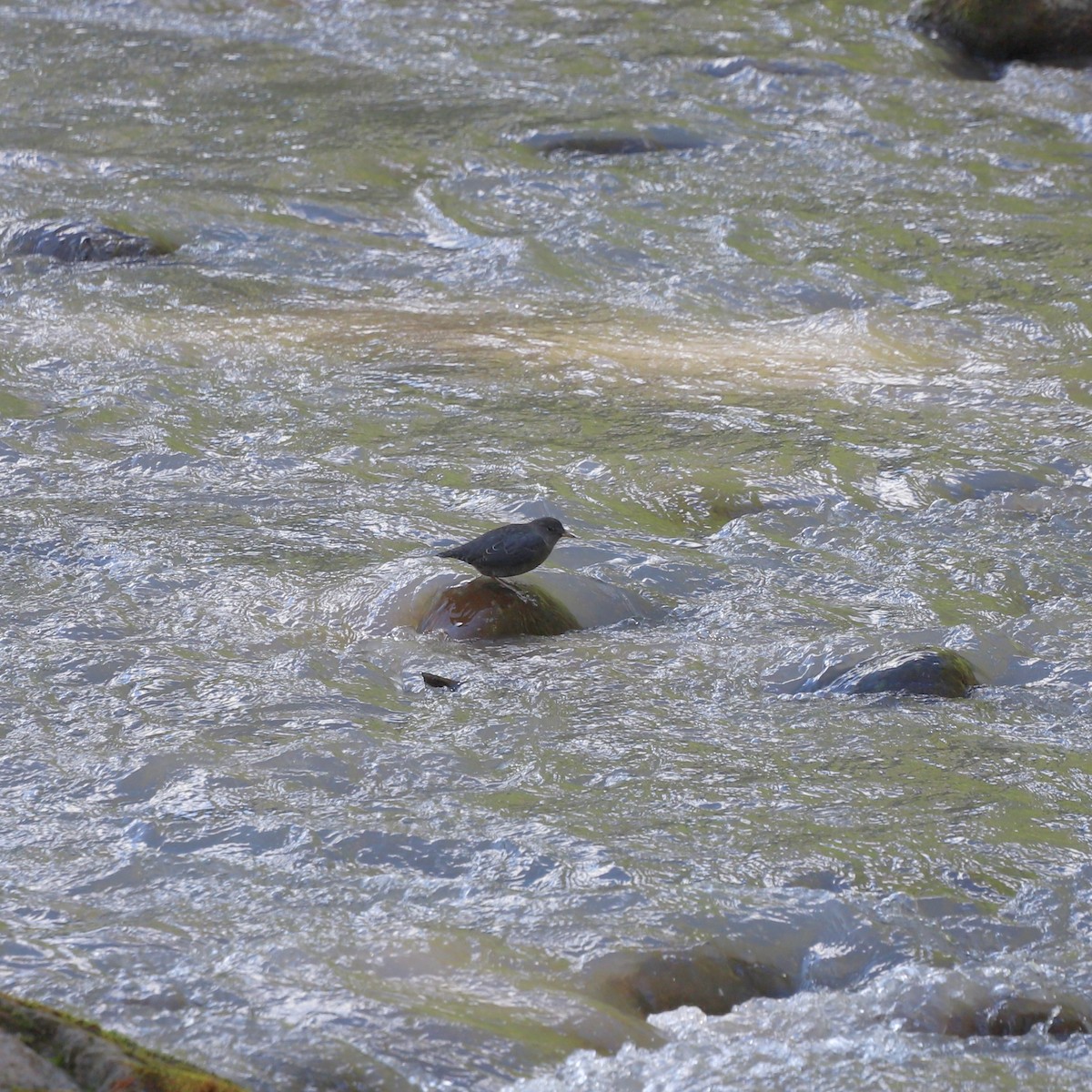 American Dipper - ML623777880