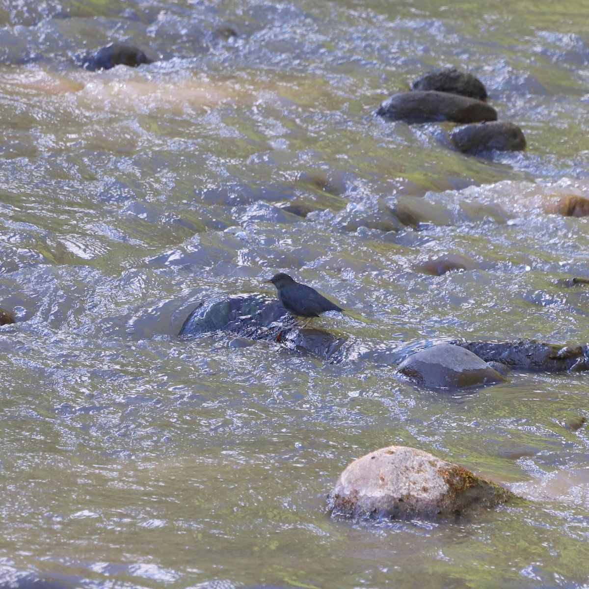 American Dipper - Andrew S. Aldrich