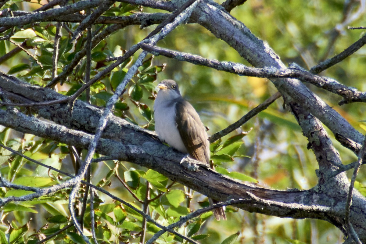 Yellow-billed Cuckoo - ML623777885