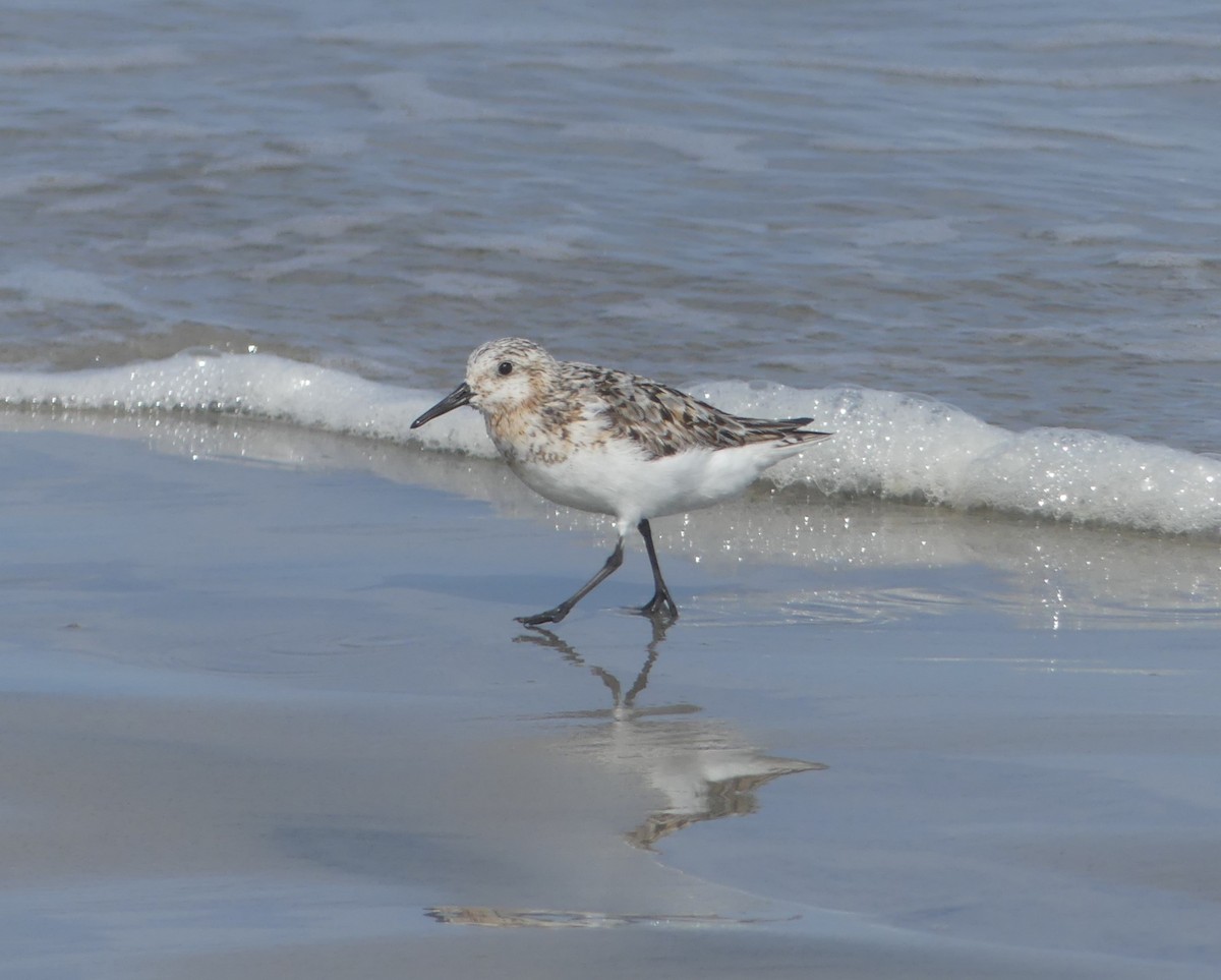 Bécasseau sanderling - ML623777891