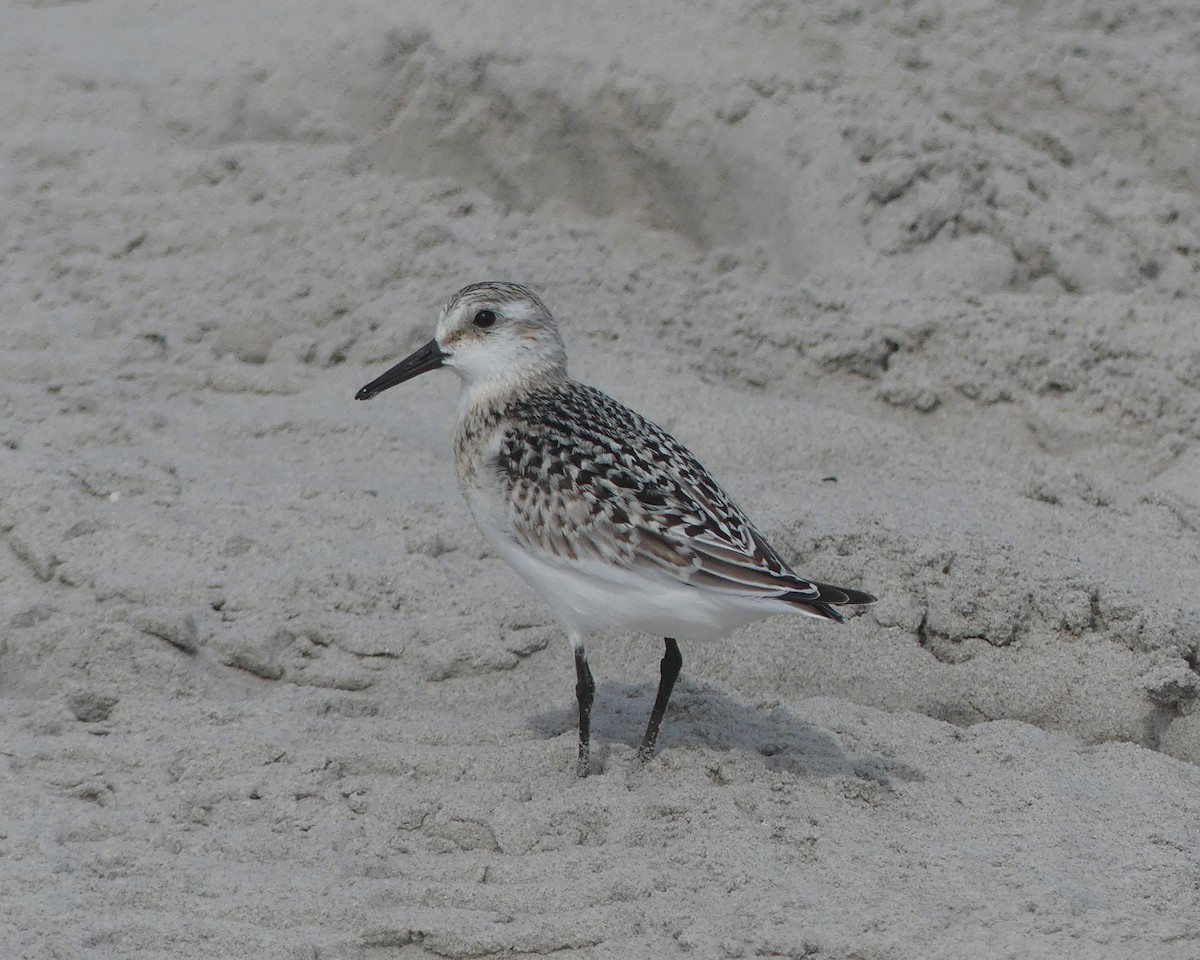 Bécasseau sanderling - ML623777892