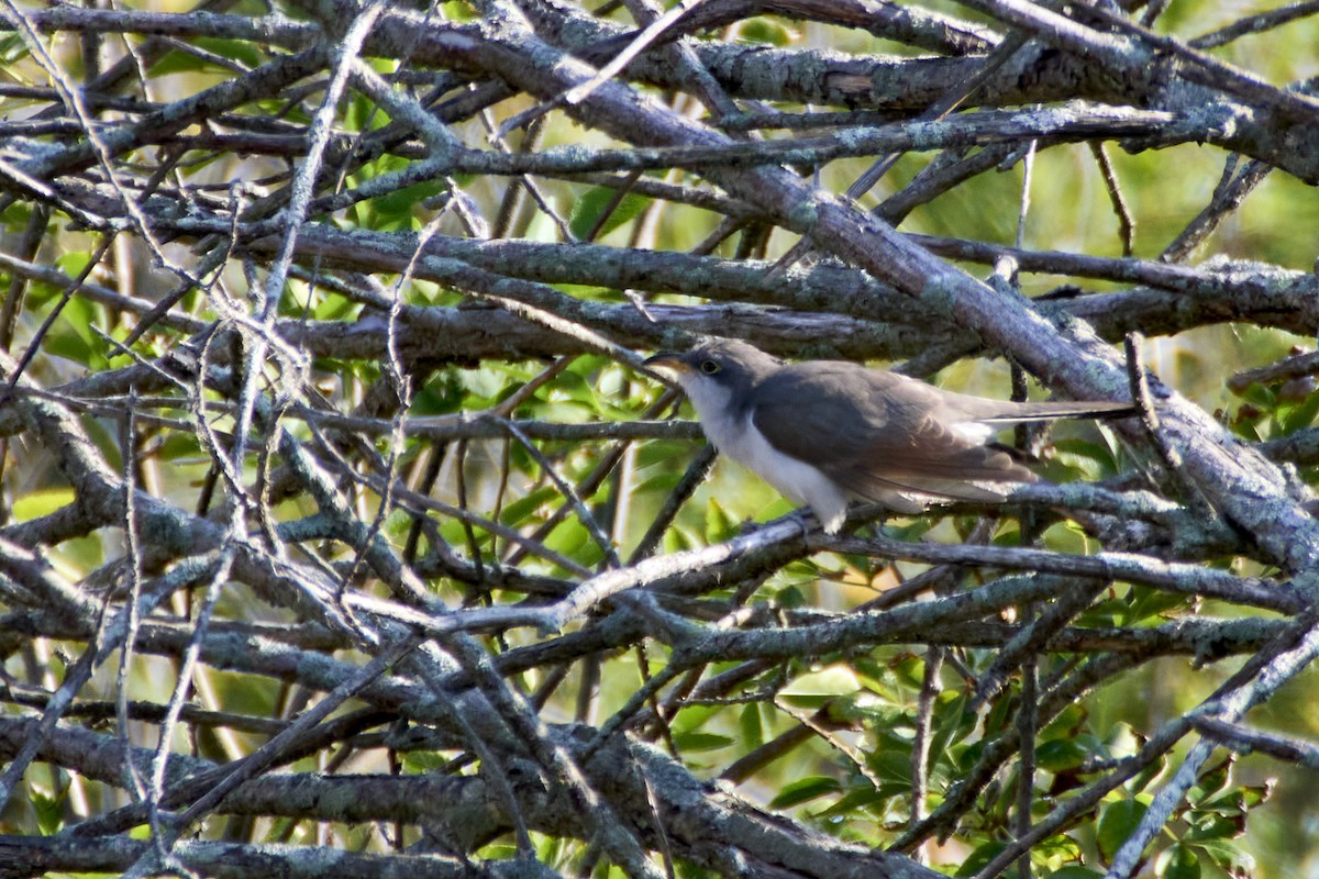 Yellow-billed Cuckoo - ML623777910