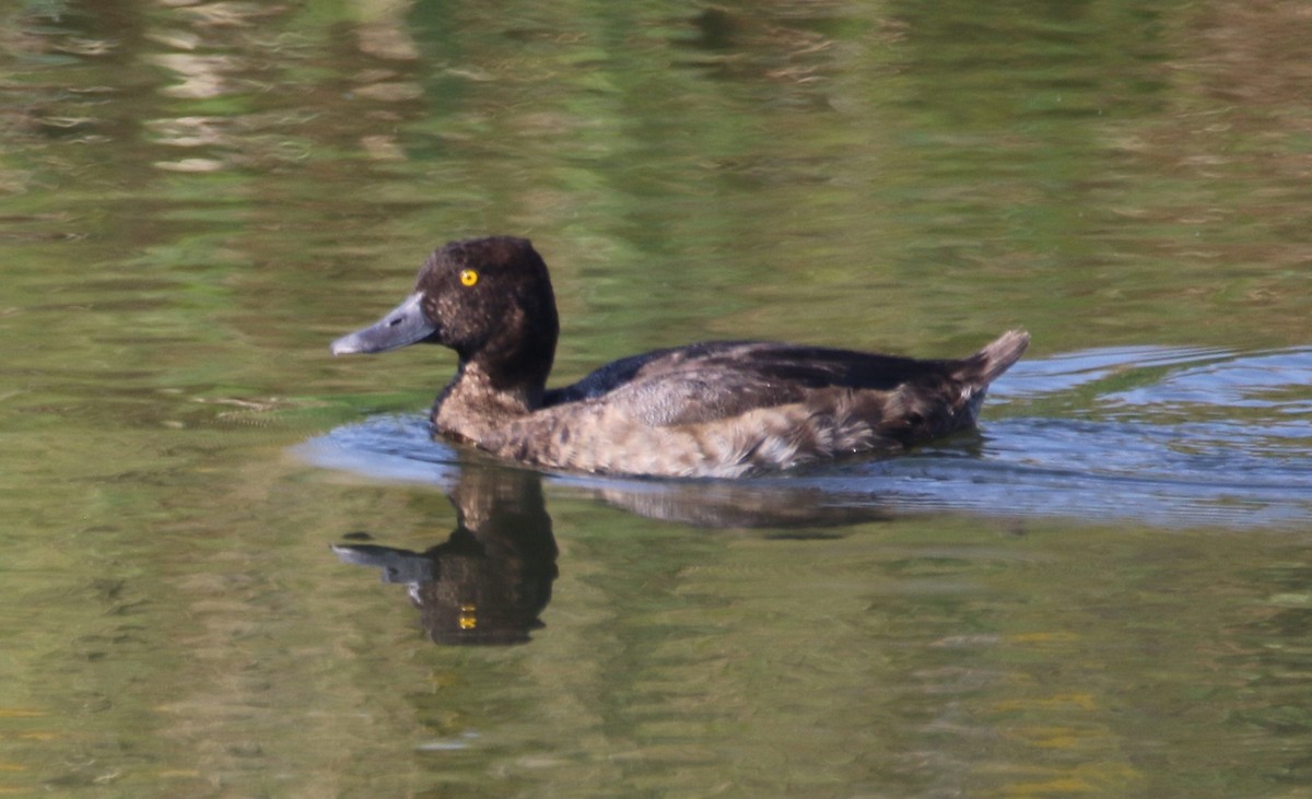 Petit Fuligule - ML623777914