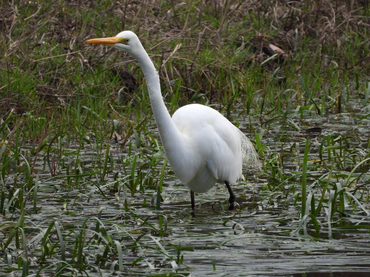 Great Egret - ML623777929