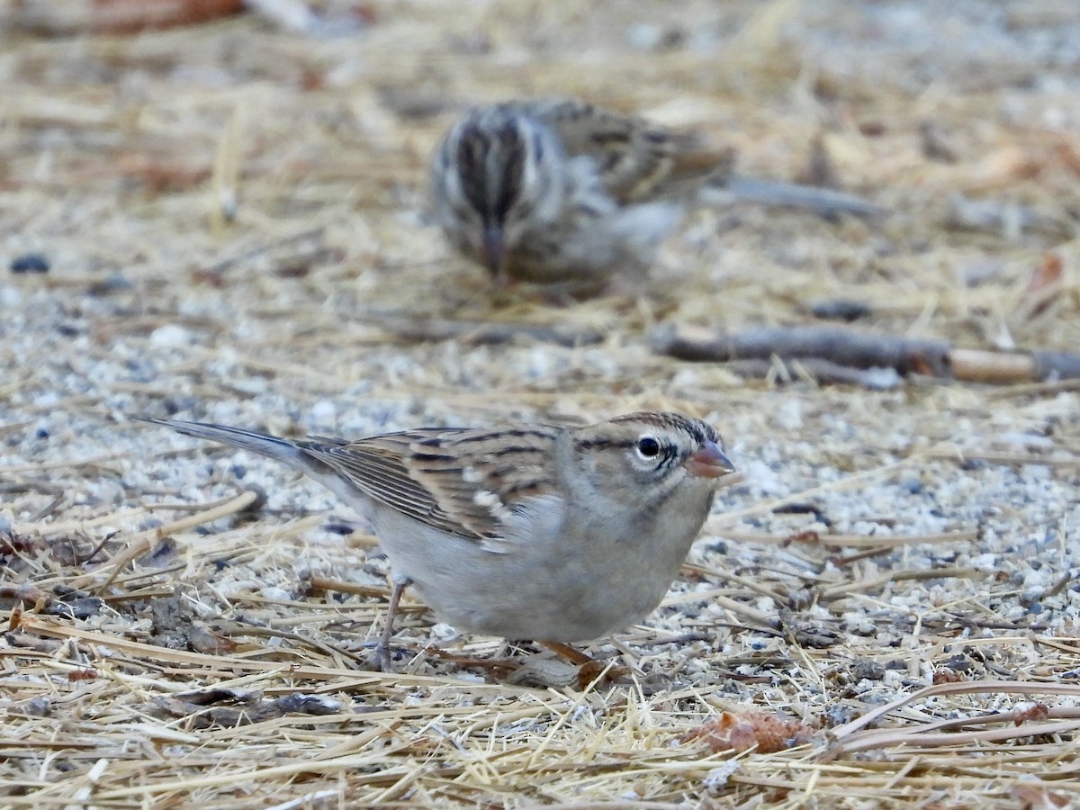 Chipping Sparrow - ML623777940