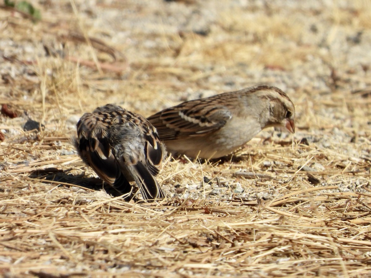 Chipping Sparrow - ML623777951