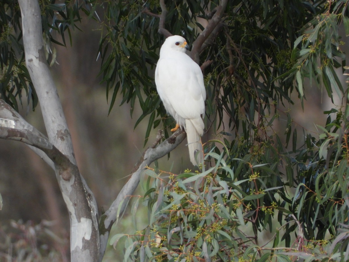 Gray Goshawk - ML623777961