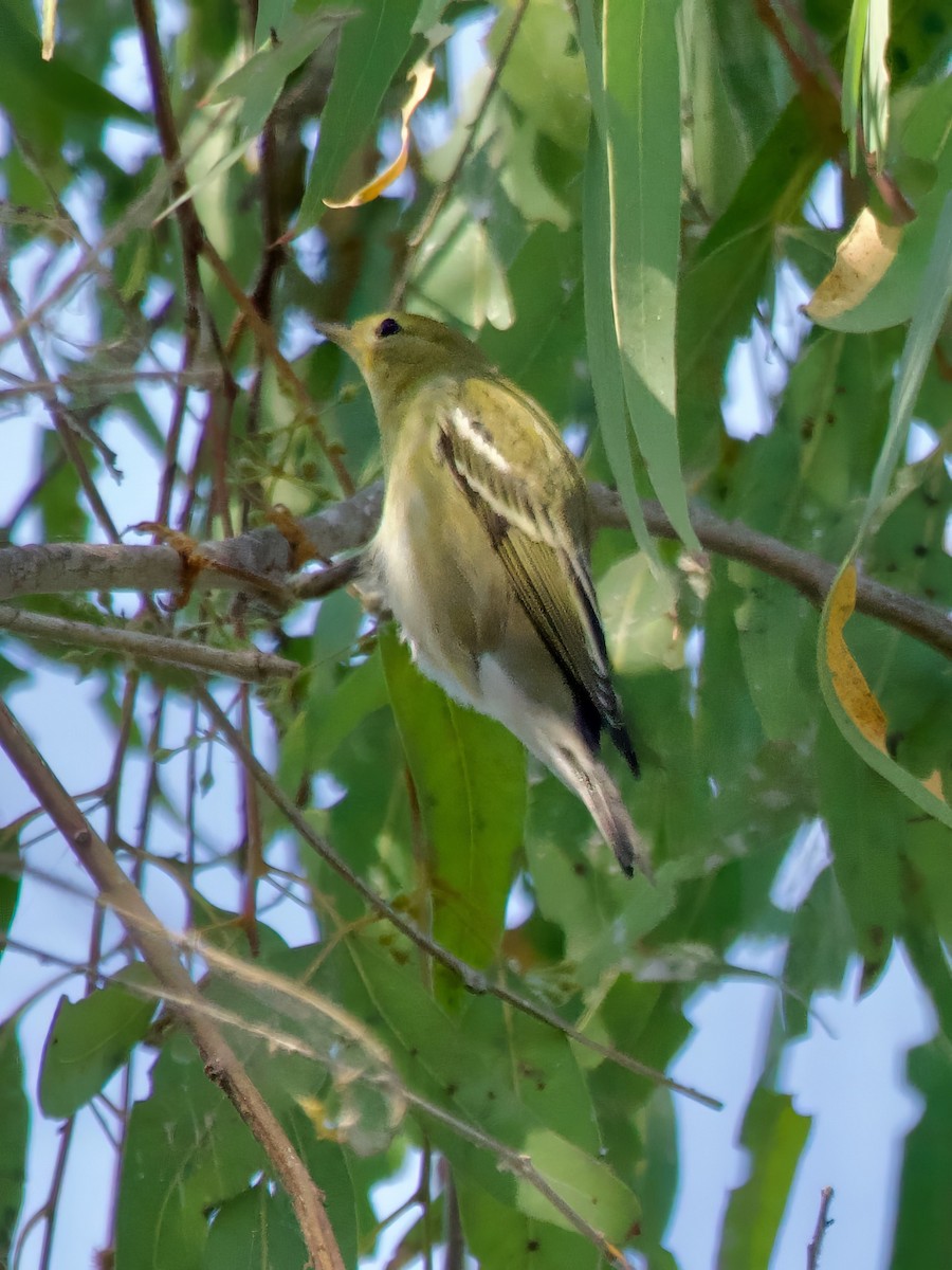 Blackpoll Warbler - ML623777995