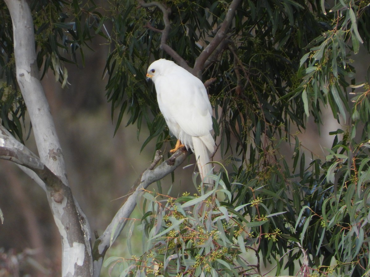 Gray Goshawk - troy and karyn zanker