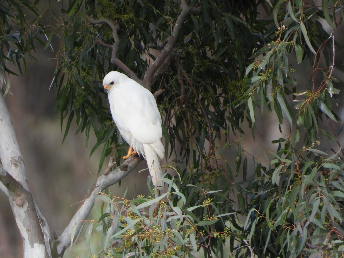 Gray Goshawk - ML623778034