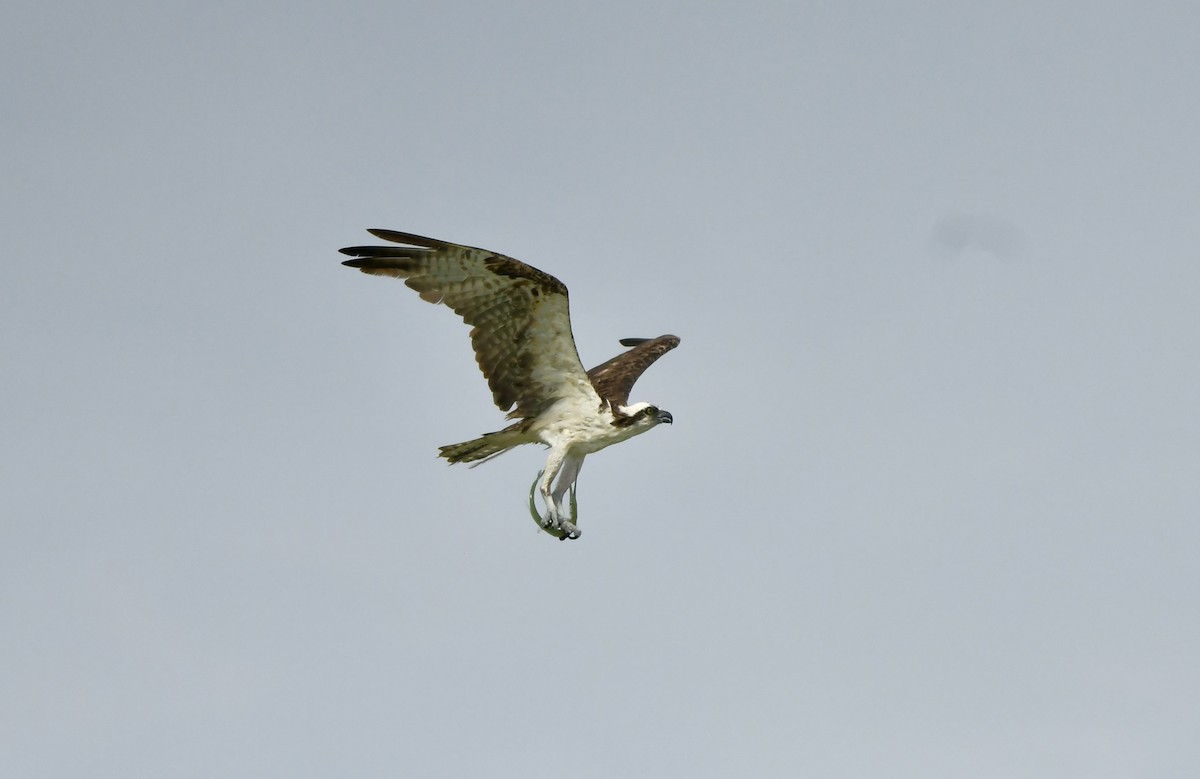 Águila Pescadora - ML623778056