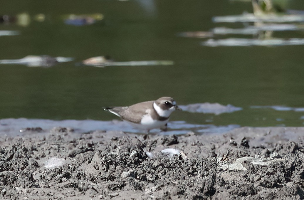 Semipalmated Plover - ML623778091