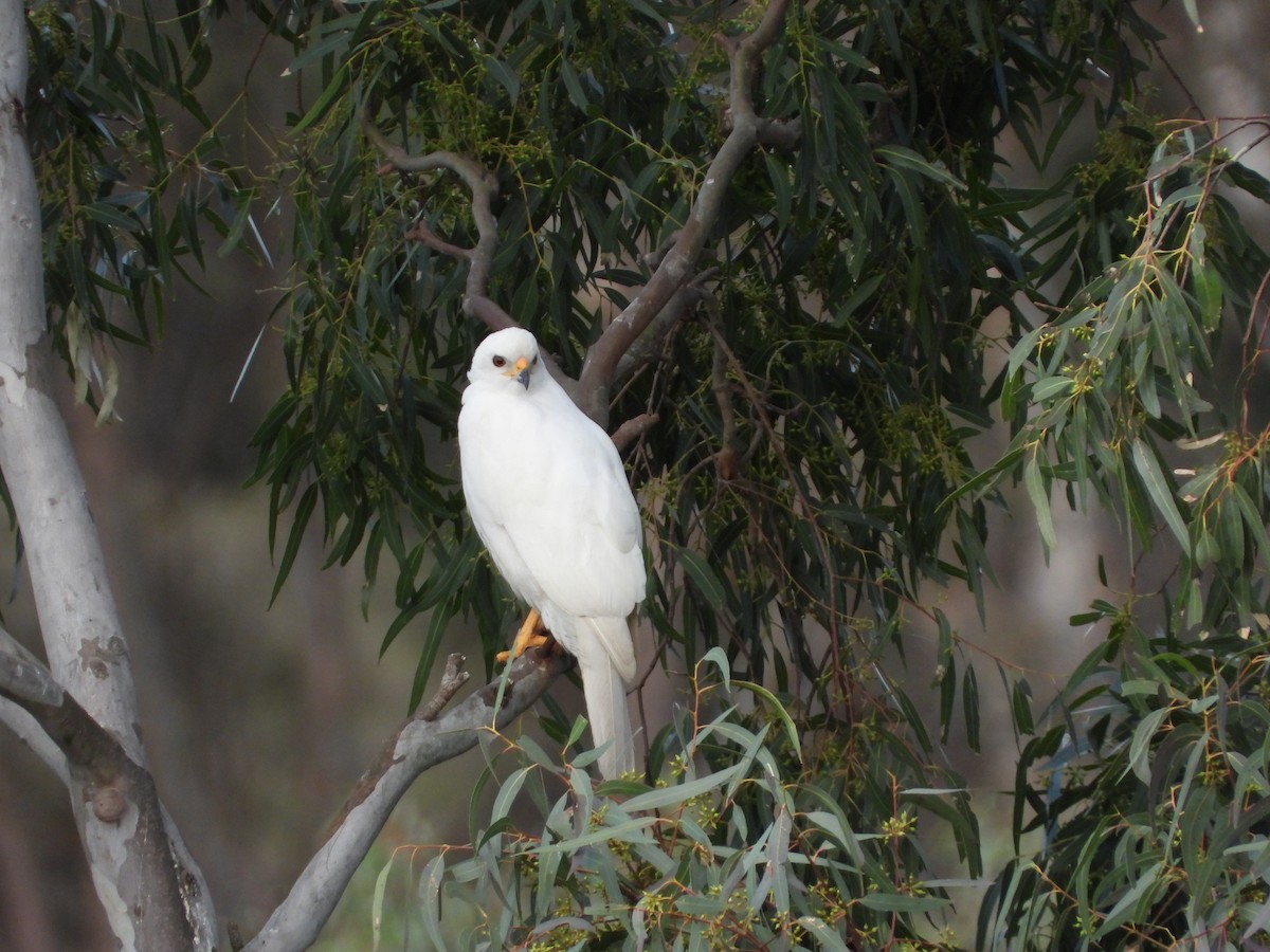 Gray Goshawk - ML623778095