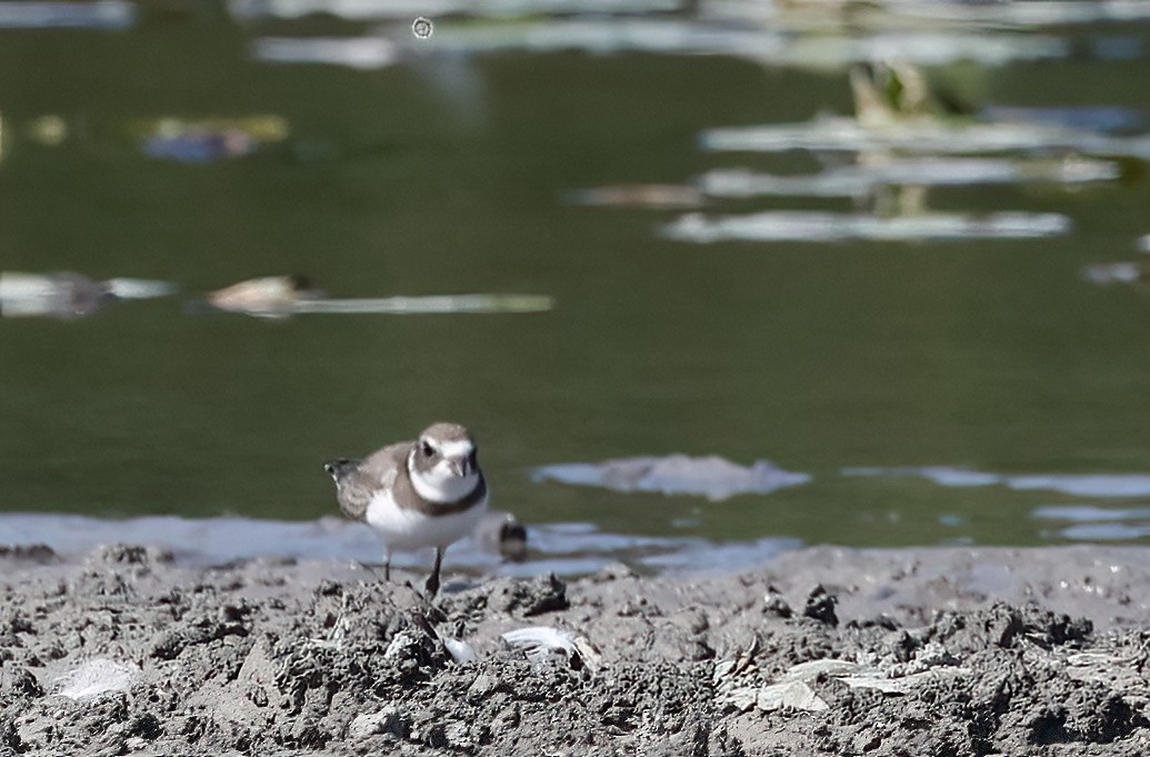 Semipalmated Plover - ML623778109