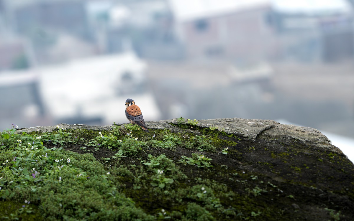 American Kestrel - Joaquín Calderón