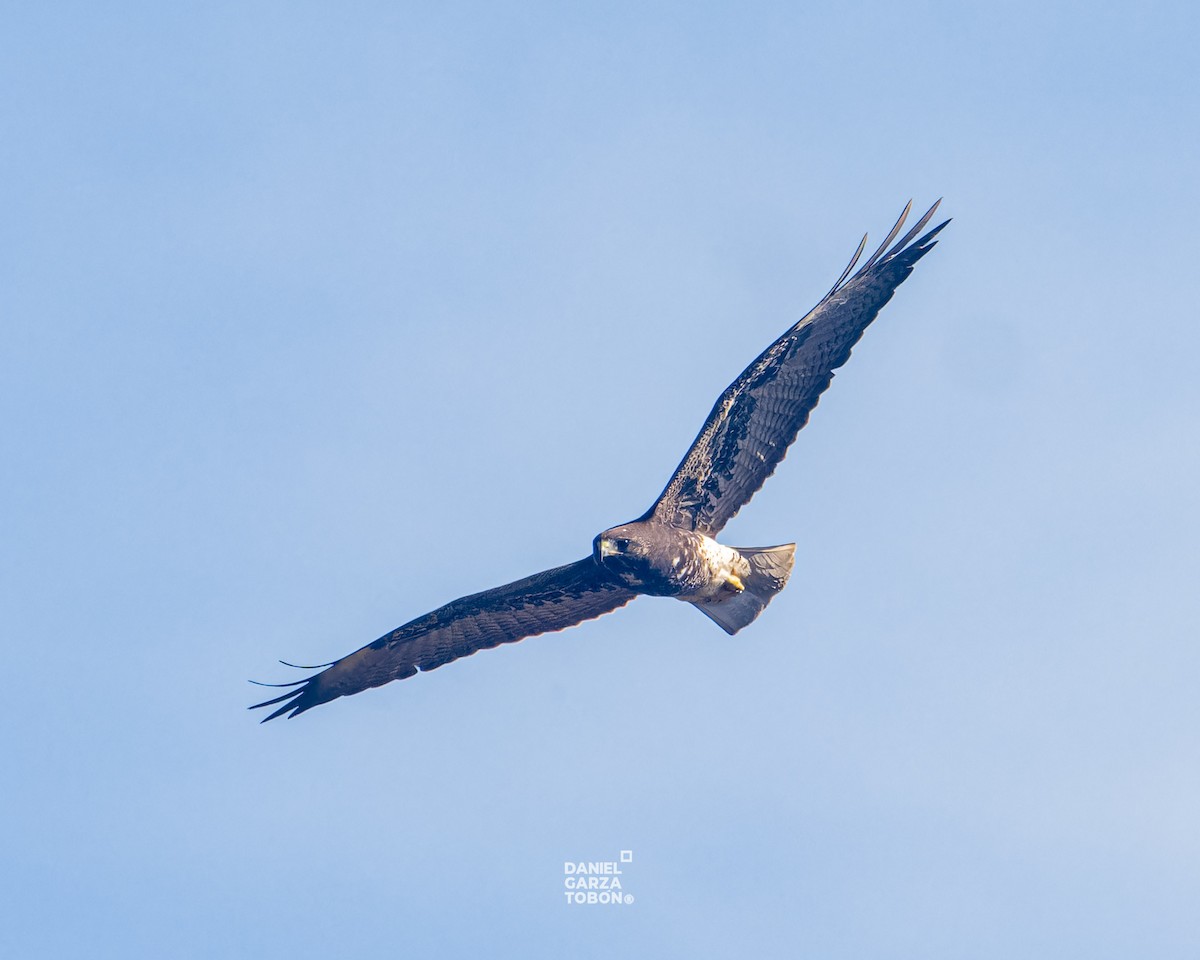 White-tailed Hawk - ML623778126