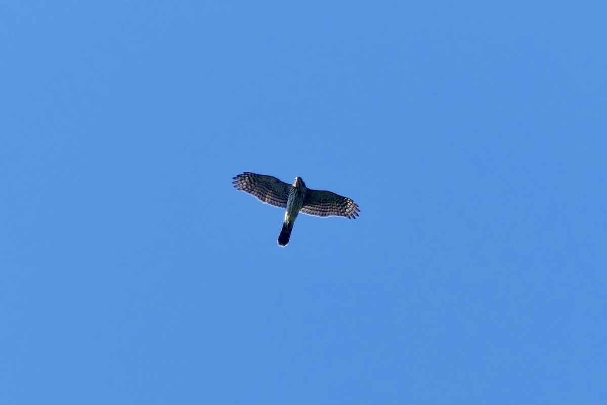 Épervier de Cooper - ML623778128