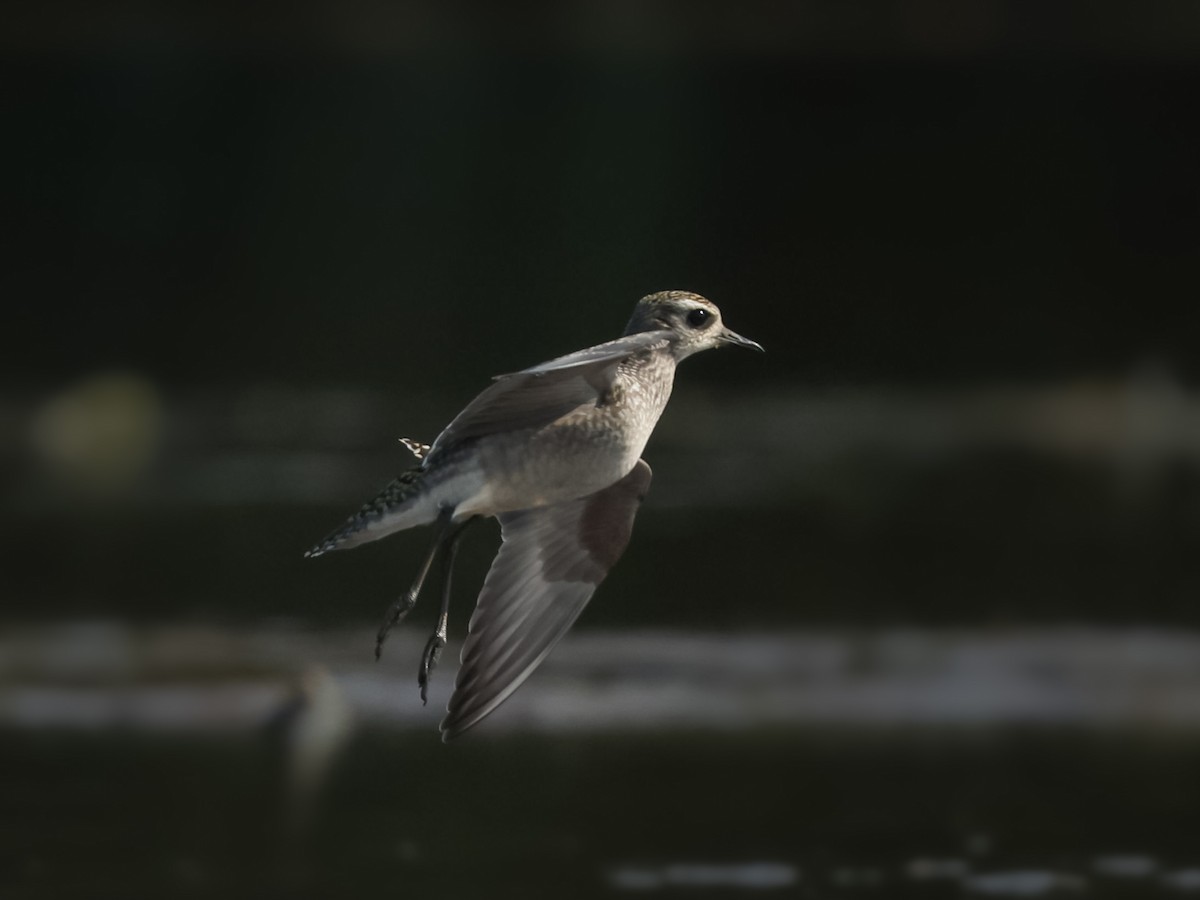 American Golden-Plover - ML623778130