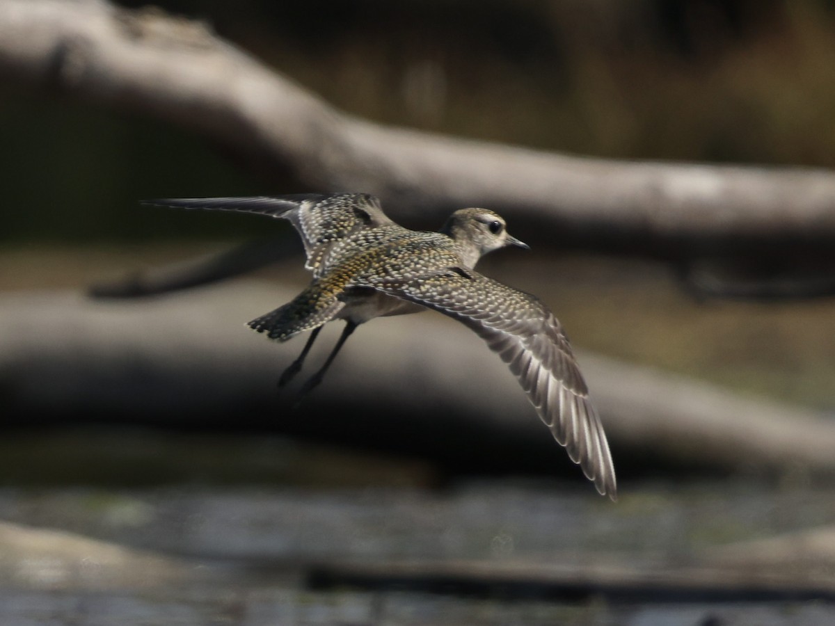 American Golden-Plover - Braden Ribbens