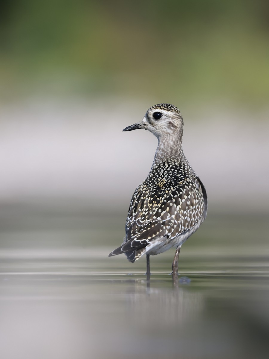 American Golden-Plover - ML623778133