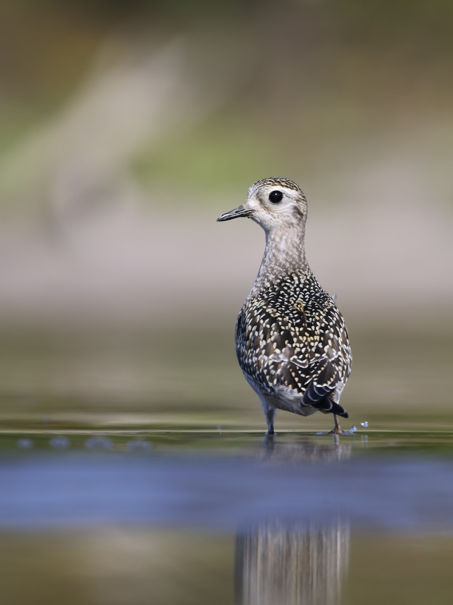 Chorlito Dorado Americano - ML623778134