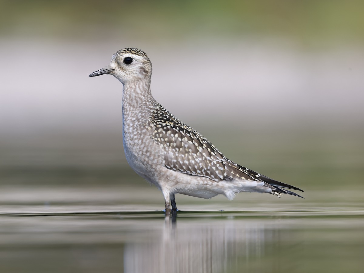 American Golden-Plover - ML623778135