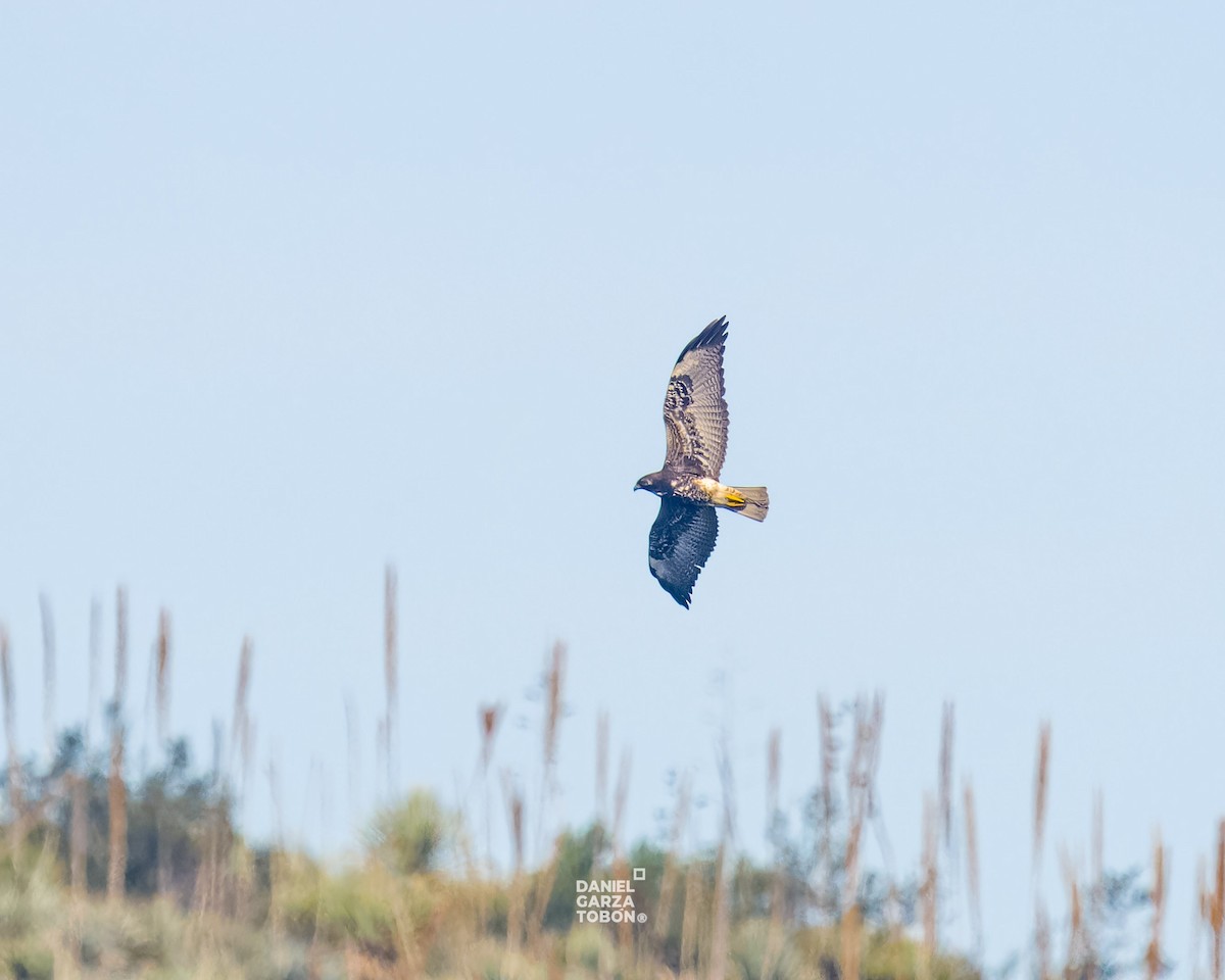 White-tailed Hawk - ML623778136