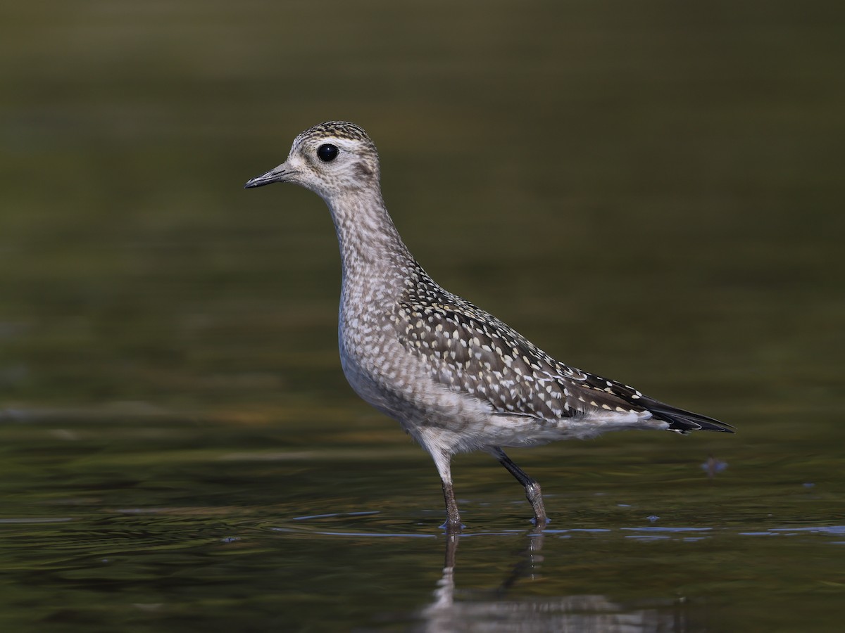 Chorlito Dorado Americano - ML623778137