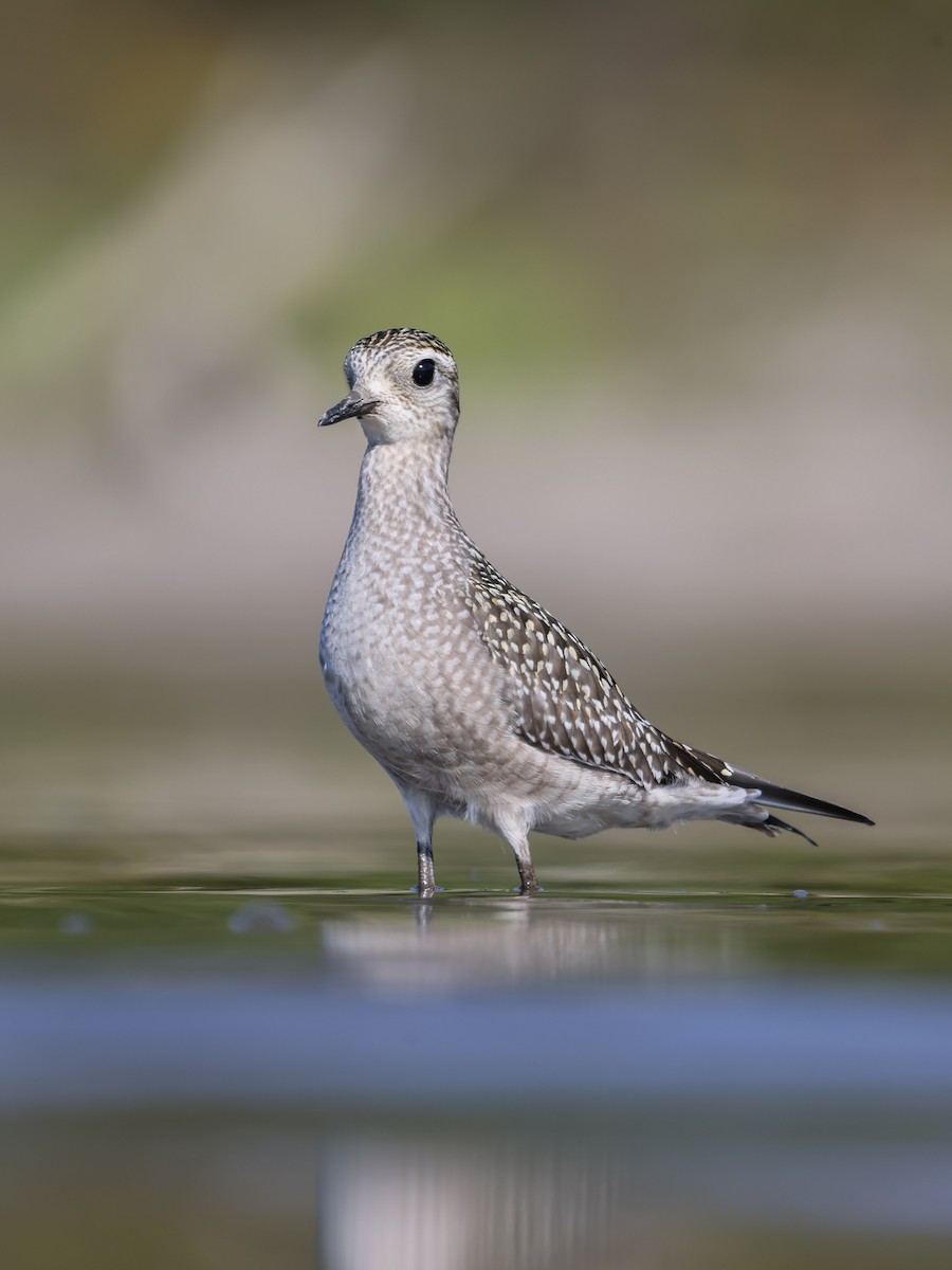 American Golden-Plover - ML623778138