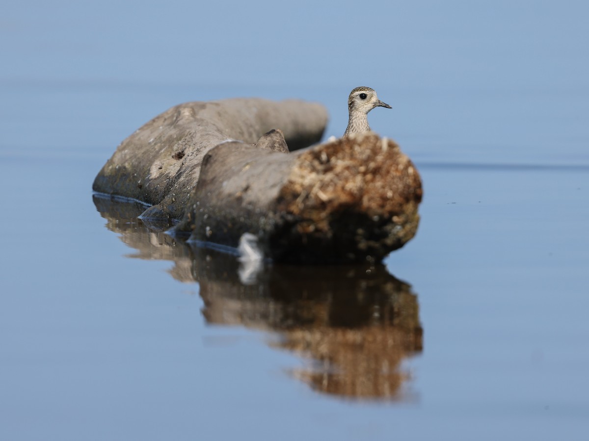 American Golden-Plover - ML623778139