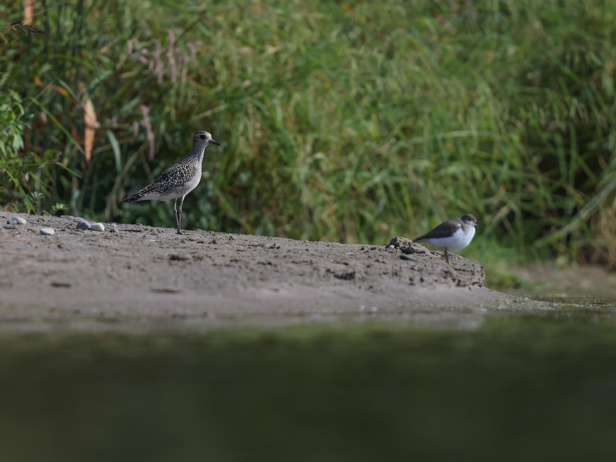 American Golden-Plover - ML623778140