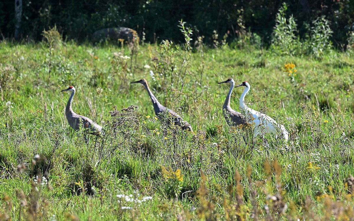 Whooping Crane - ML623778148