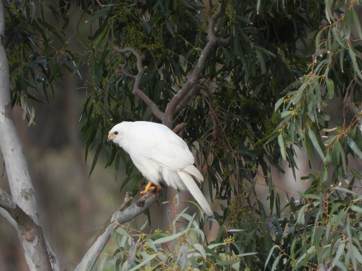 Gray Goshawk - ML623778154