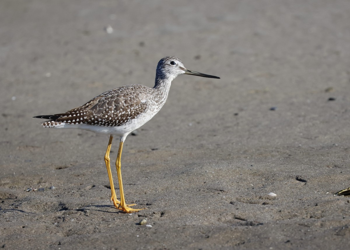 Greater Yellowlegs - Alan Kneidel