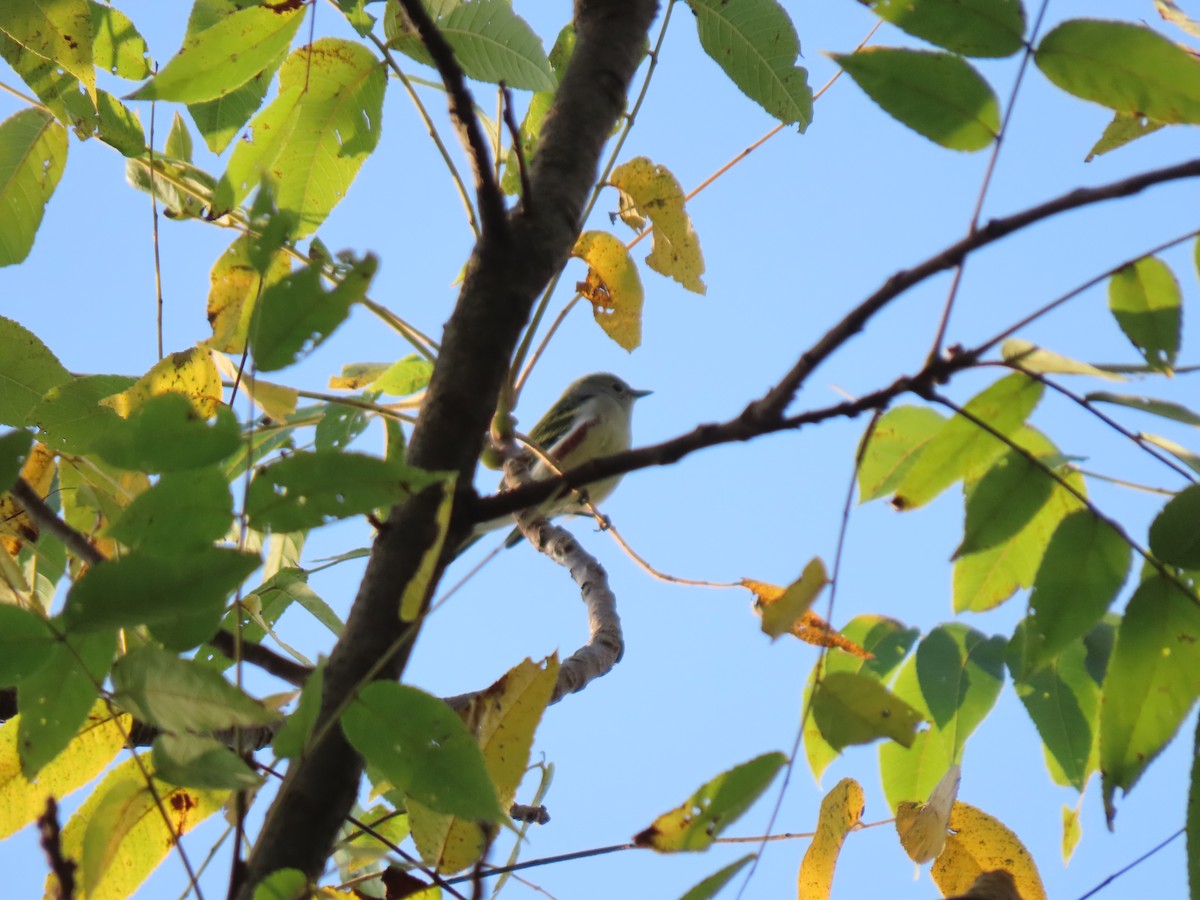 Chestnut-sided Warbler - ML623778178